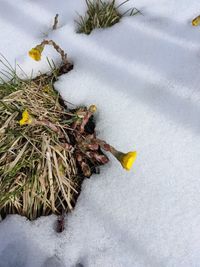 High angle view of snow covered plants on land