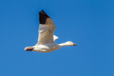 Low angle view of seagull flying