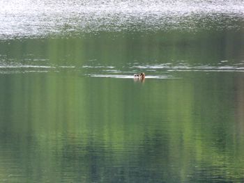 View of ducks swimming in lake