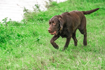 Black dog standing on field