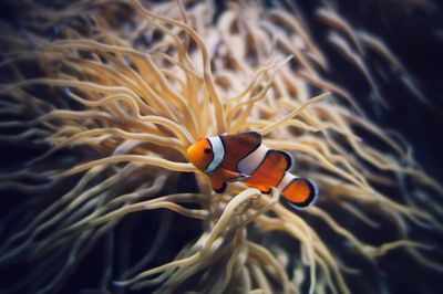 Clown fish swimming in sea