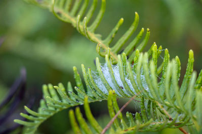 Close-up of succulent plant