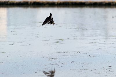 Bird flying over lake