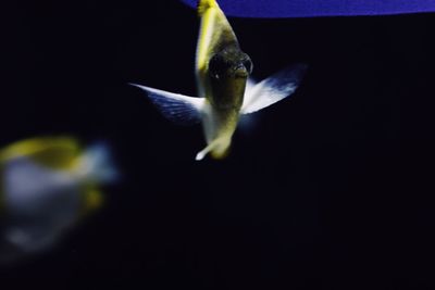 Close-up of insect on flower at night
