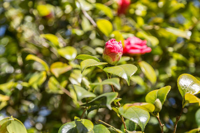 Close-up of pink flowering plant