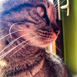 Close-up of a cat looking away