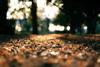 Surface level of trees in city