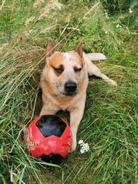 High angle portrait of a dog on field