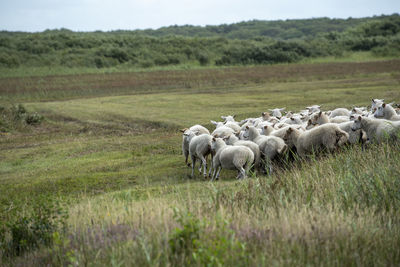 Sheep in a field