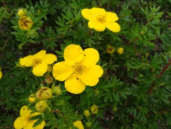 Close-up of yellow flowering plants in park