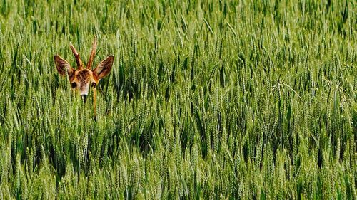 Deer on grass