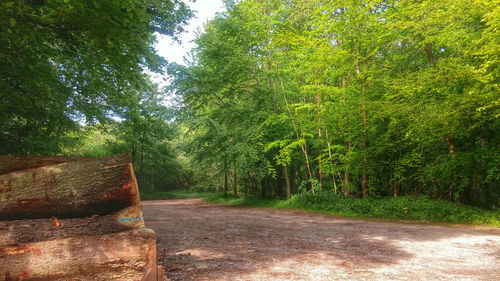 Trees in park