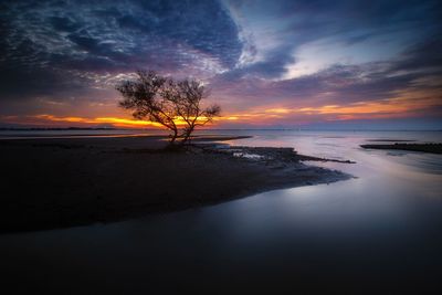 Silhouette tree on beach against sky at sunset