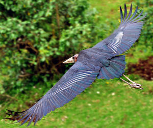 Close-up of bird flying against blurred background