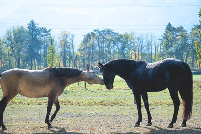 Horses standing in ranch