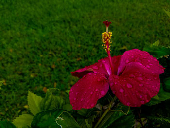 Close-up of water drops on red flower blooming outdoors