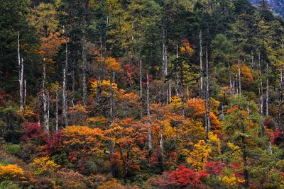 Trees in forest during autumn