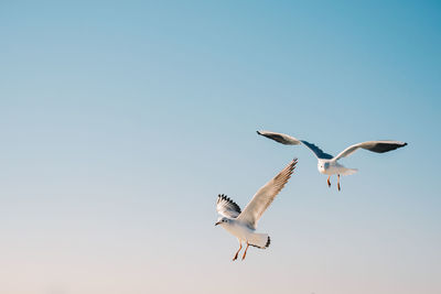 Low angle view of seagulls flying against clear sky