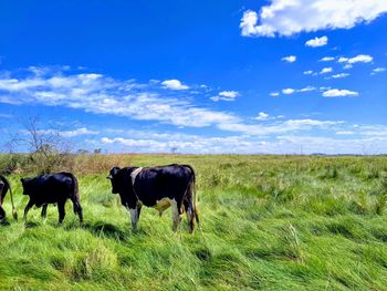 Horses in a field