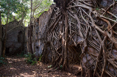 Trees in forest