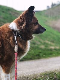 Dog looking away on field