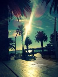 Palm trees at sunset