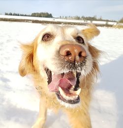 Close-up portrait of dog against sky
