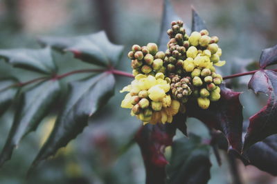 Close-up of flower buds growing on tree