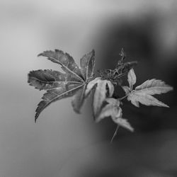 Close-up of wilted plant