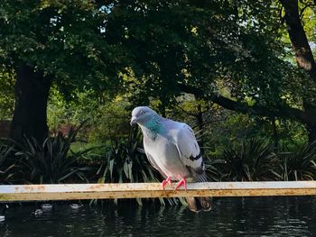 Bird perching on a tree