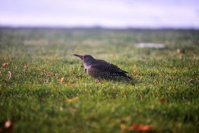 Side view of a bird on field