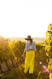 Rear view of woman walking at vineyard against clear sky during sunset