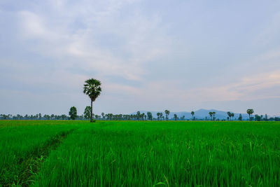 Scenic view of agricultural field against sky