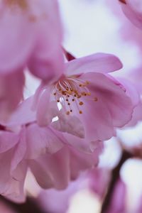 Close-up of pink cherry blossom