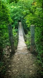 Boardwalk in forest