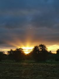 Trees on field against sky during sunset