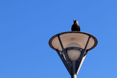 Low angle view of bird perching on street light