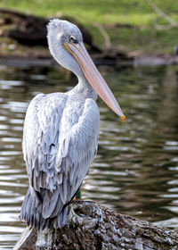 Close-up of pelican on lake