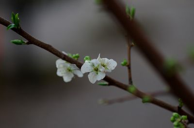 Close-up of cherry blossoms in spring