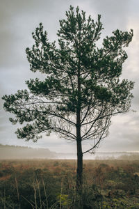 Tree in field against sky