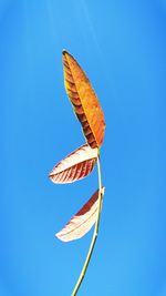 Low angle view of umbrella against clear blue sky