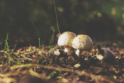 Close-up of mushroom growing on field