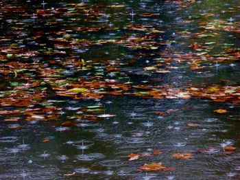 High angle view of leaves floating on lake