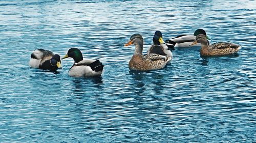 Ducks swimming in lake