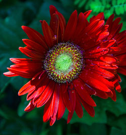 Close-up of red flower