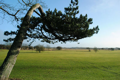 Trees on field against sky