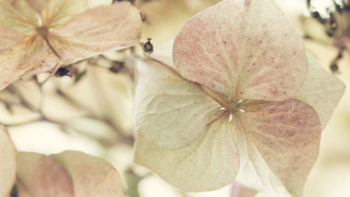 Full frame shot of flower