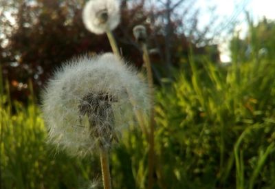 Close-up of dandelion