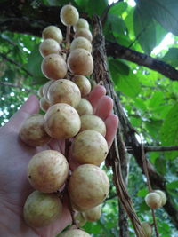 Close-up of fruits growing on tree