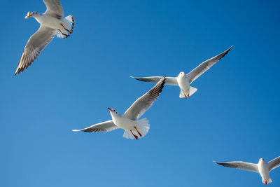 Low angle view of seagulls flying